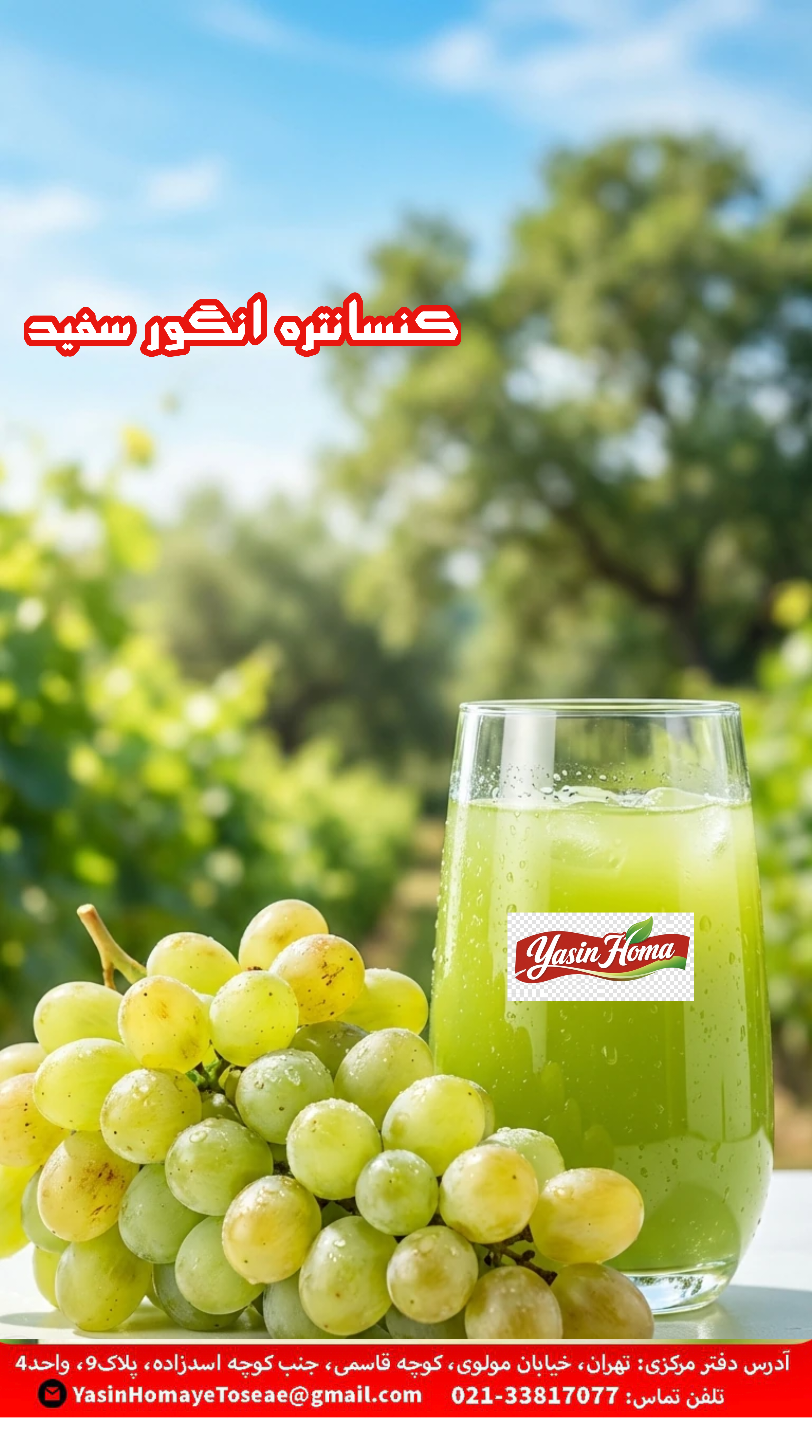 کنسانتره انگور سفید